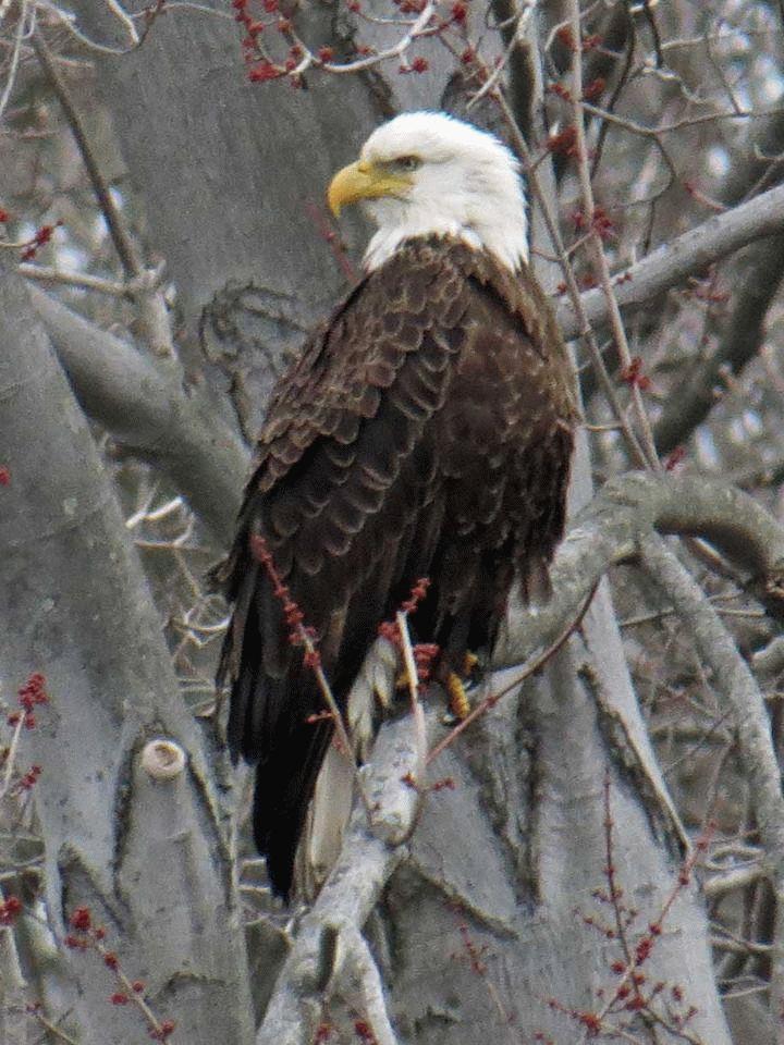 Bald Eagle Closeup